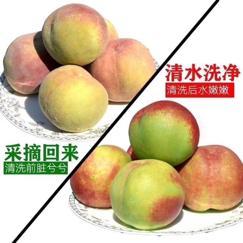 青州蜜桃新鲜现摘脆甜多汁离核应季水果