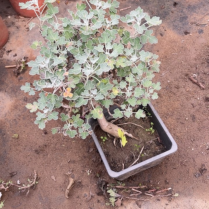 知****38菊花菊花花花菊花