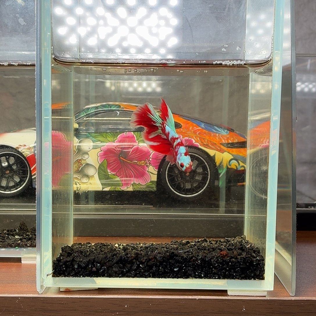 斗鱼彩金半月公鱼