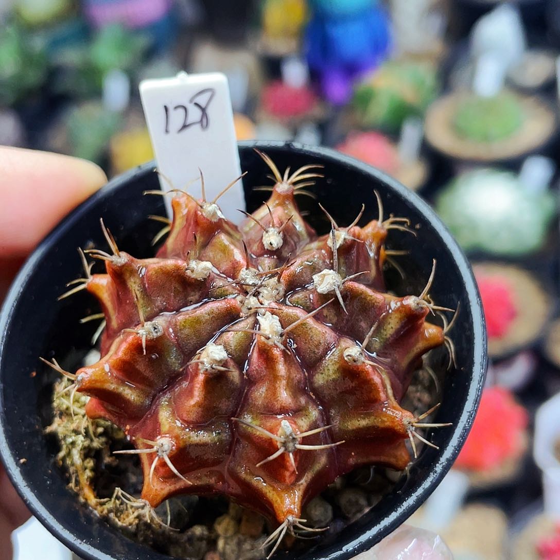 非偏远地区满25包邮仙人球