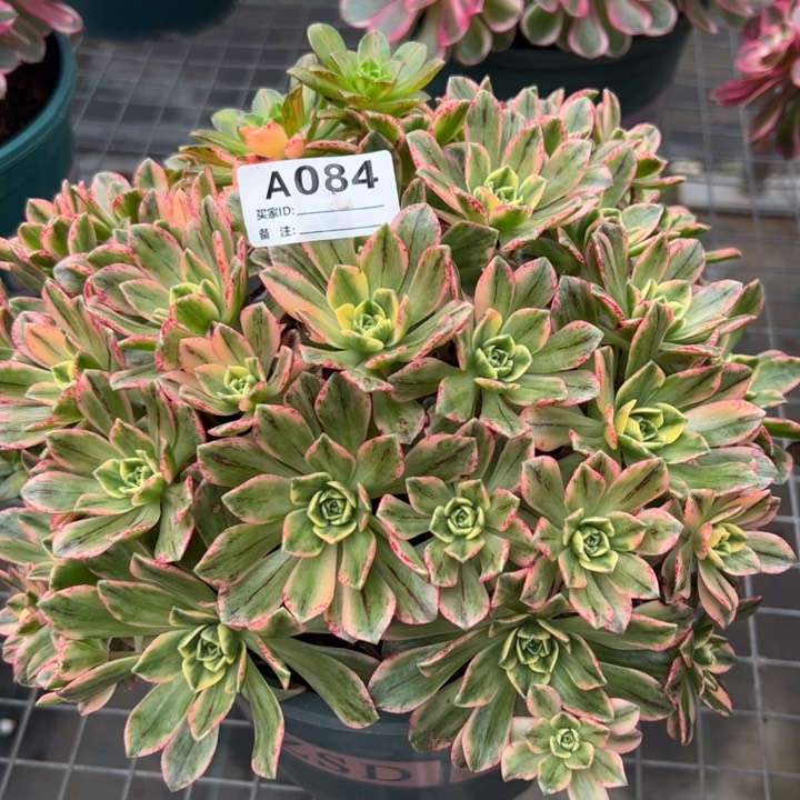 084甜茶22厘米左右