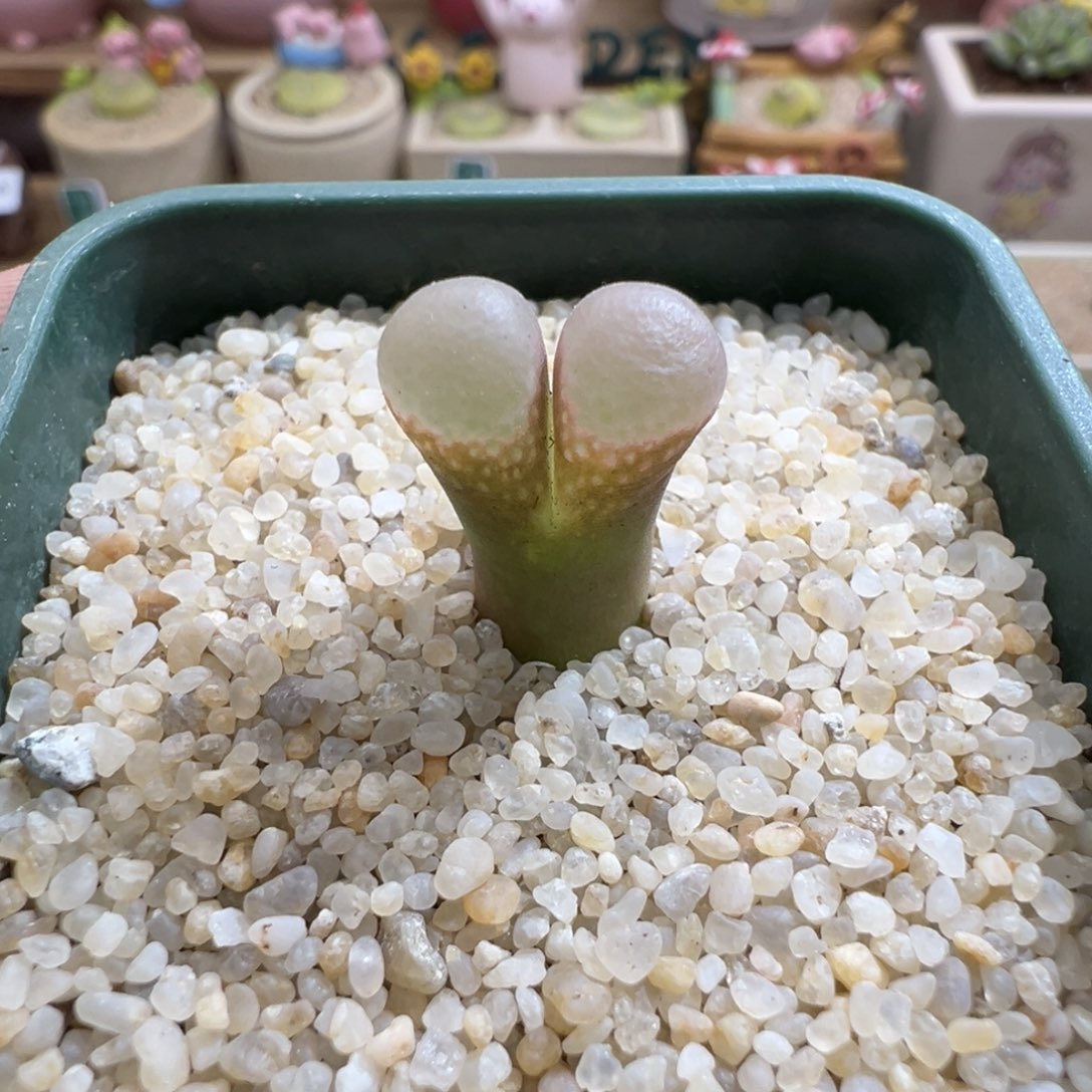 138优选1802.1黑眼豆豆一颗