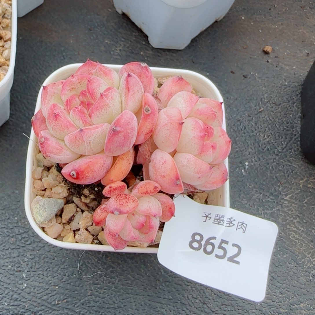 森林玫果，8652多肉植物