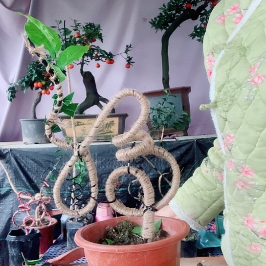 无花朵金弹子福。   