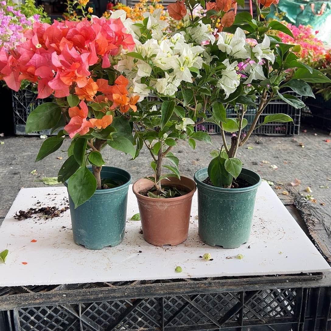 大部分花苞少量开放波妹，白雪公主，巧克力组合