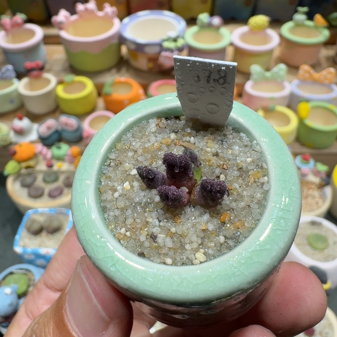 蘑菇1298一颗955d斑马多肉植物