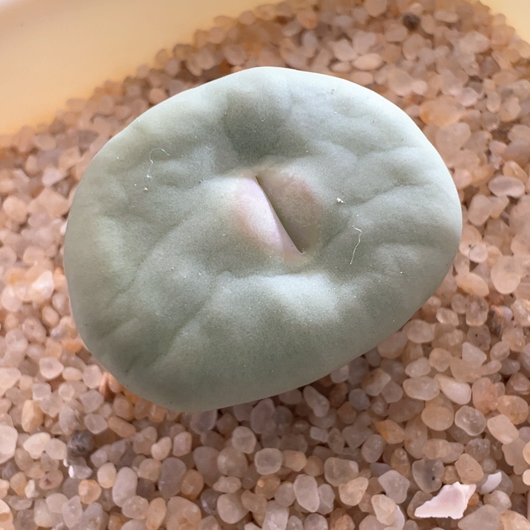 475。棚主自留 大型红嘴母本拆株。带盆土