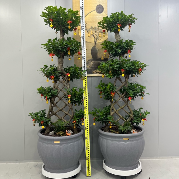 一帆风顺造型嫁接金钱榕树盆景四季常青好养室内外招财绿植