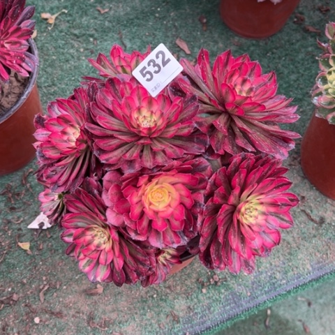 532月蝉朵朵多肉，