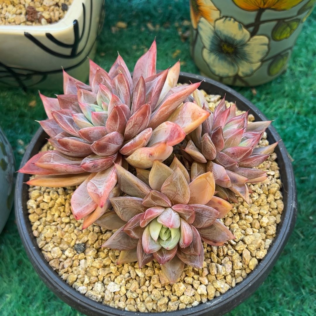 ，，，，，，，，，，，，，，，，，，，，