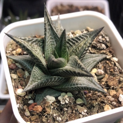 琉璃殿白锦带盆发货哈哈哈