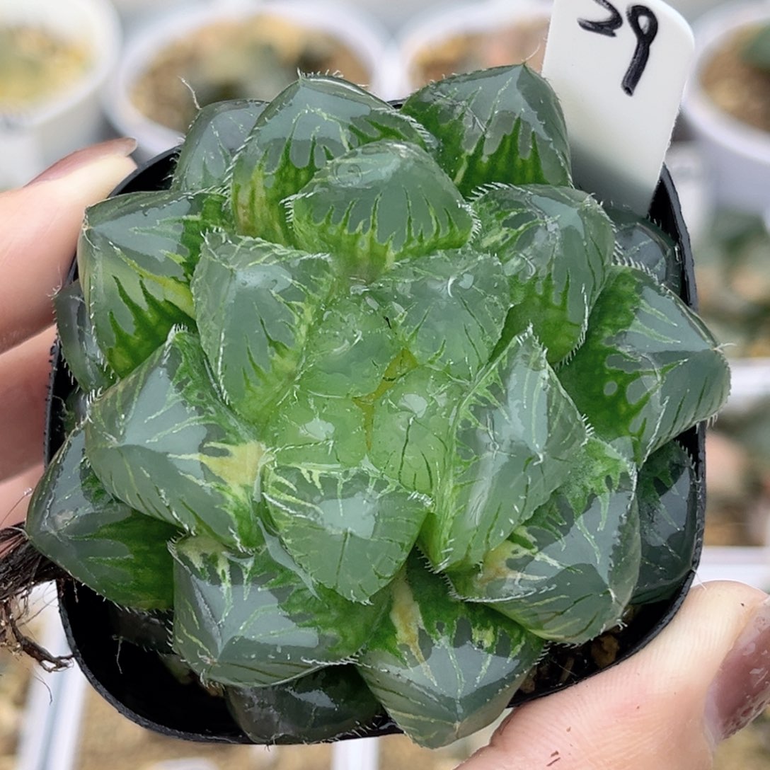 29冰魄玉露锦福利专场