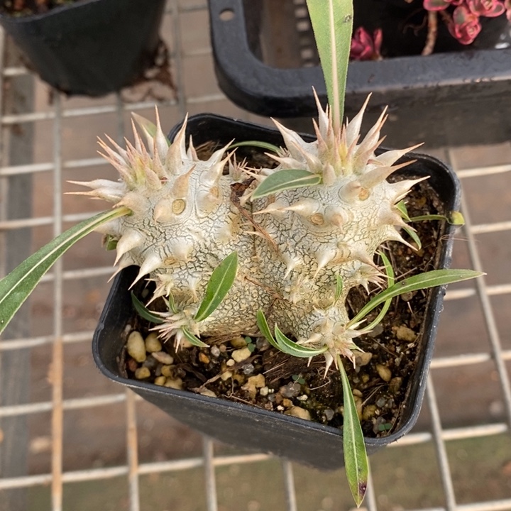 伯克利和格兰两个城市的