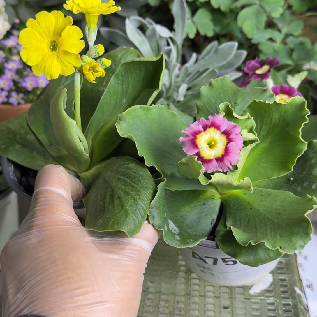 一物一拍  耳叶报春 A752两盆