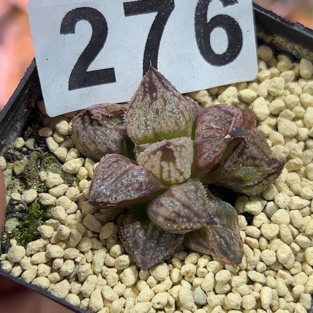 皇妃变异十二卷多肉植物