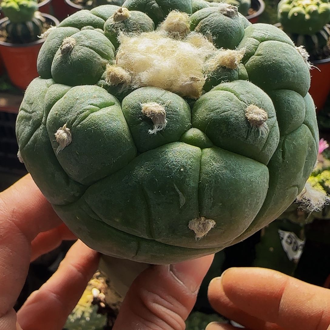 大尤仙123仙人球