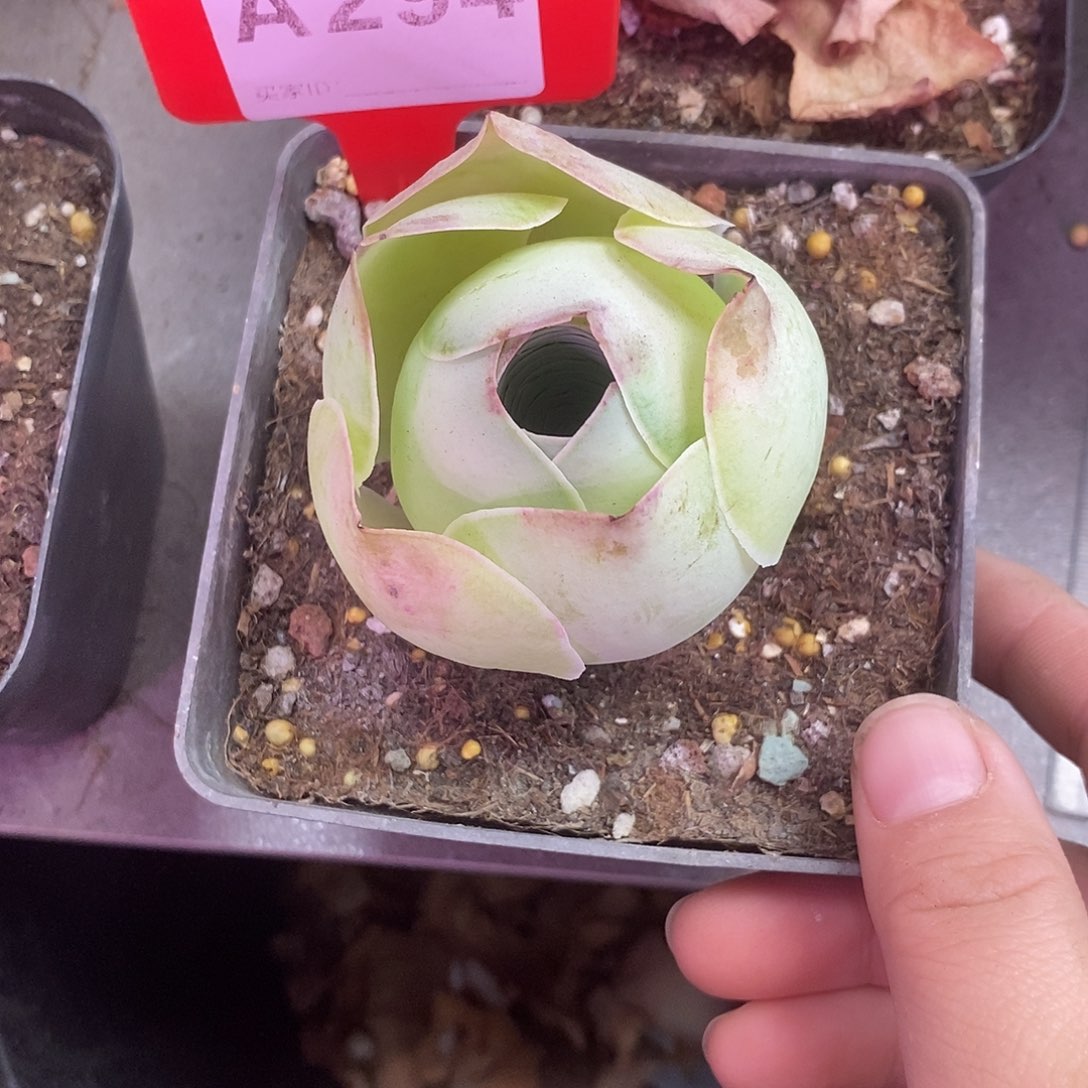 蓝***月yjj294一物一拍玫瑰