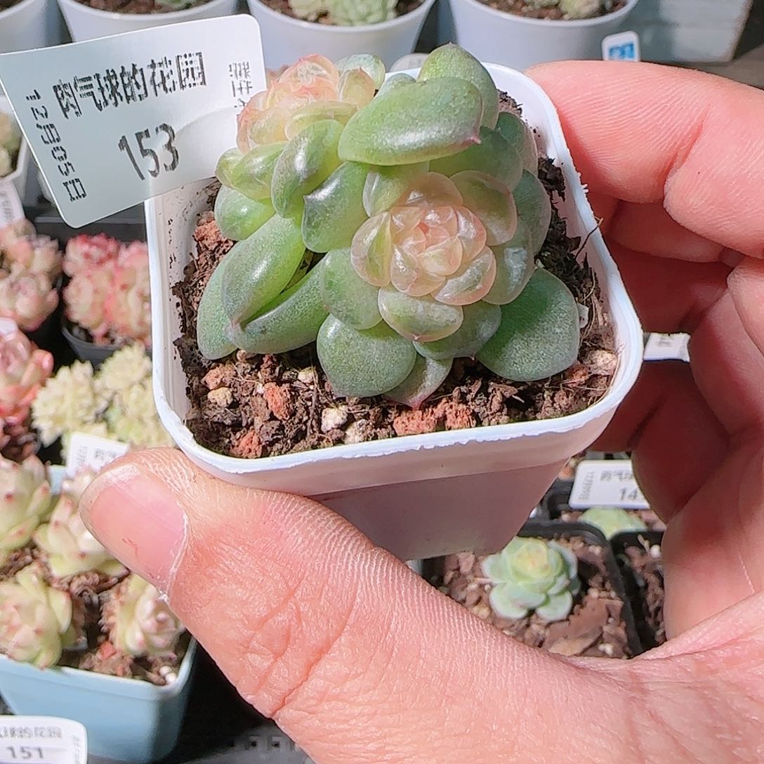 1205-153多肉群生不包整
