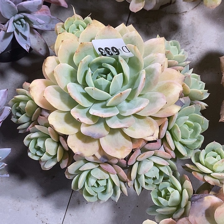 秋***莲633恋曲多肉植物多肉