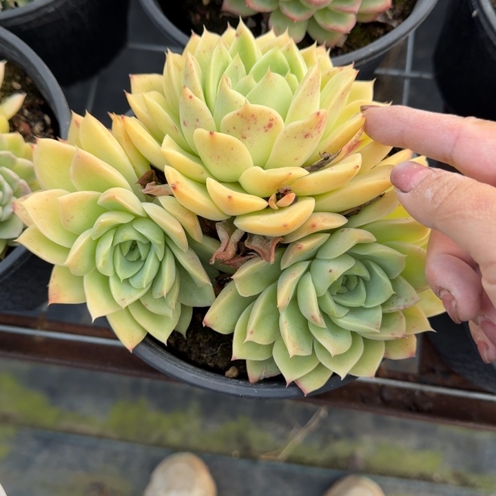 不知名多肉植物绿植