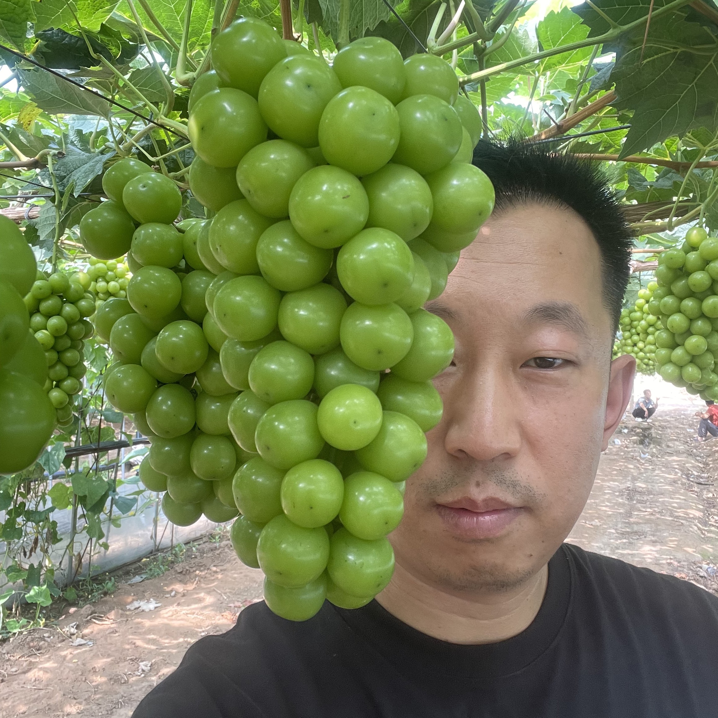 大连溯源精品阳光玫瑰葡萄净重4.5斤京东送货上门