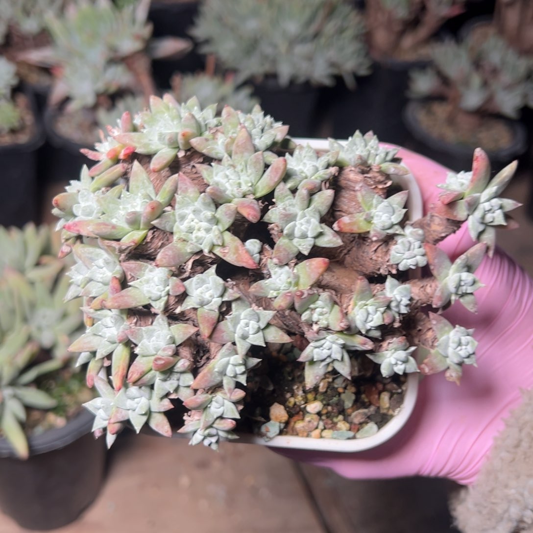 2843白菊40头哈哈哈哈哈哈哈