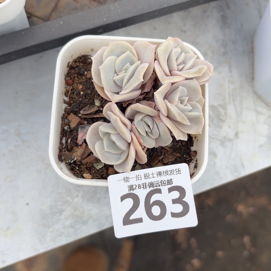 可爱玫瑰无盆土发货