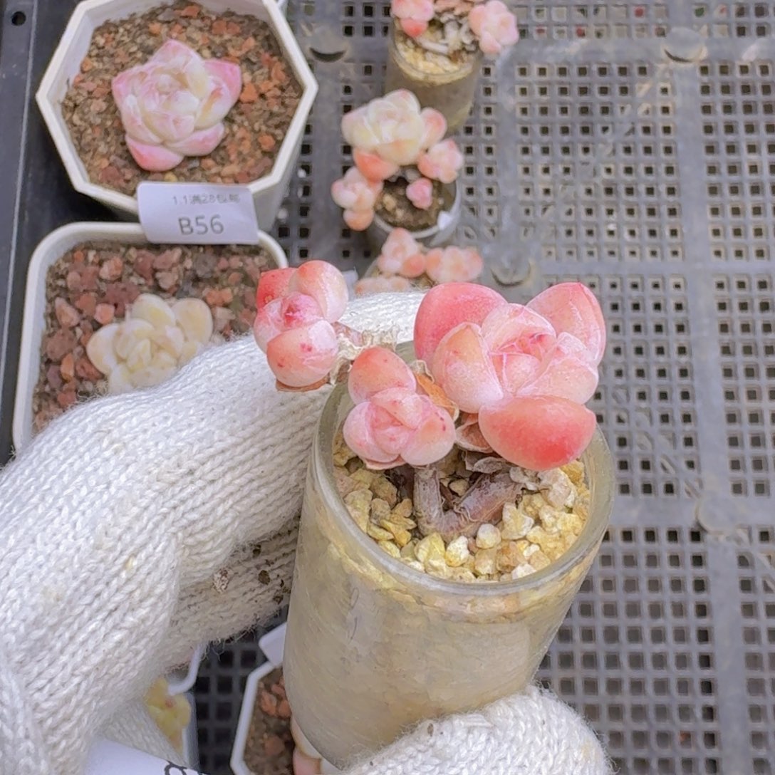 安***.3头玻璃瓶一颗带盆