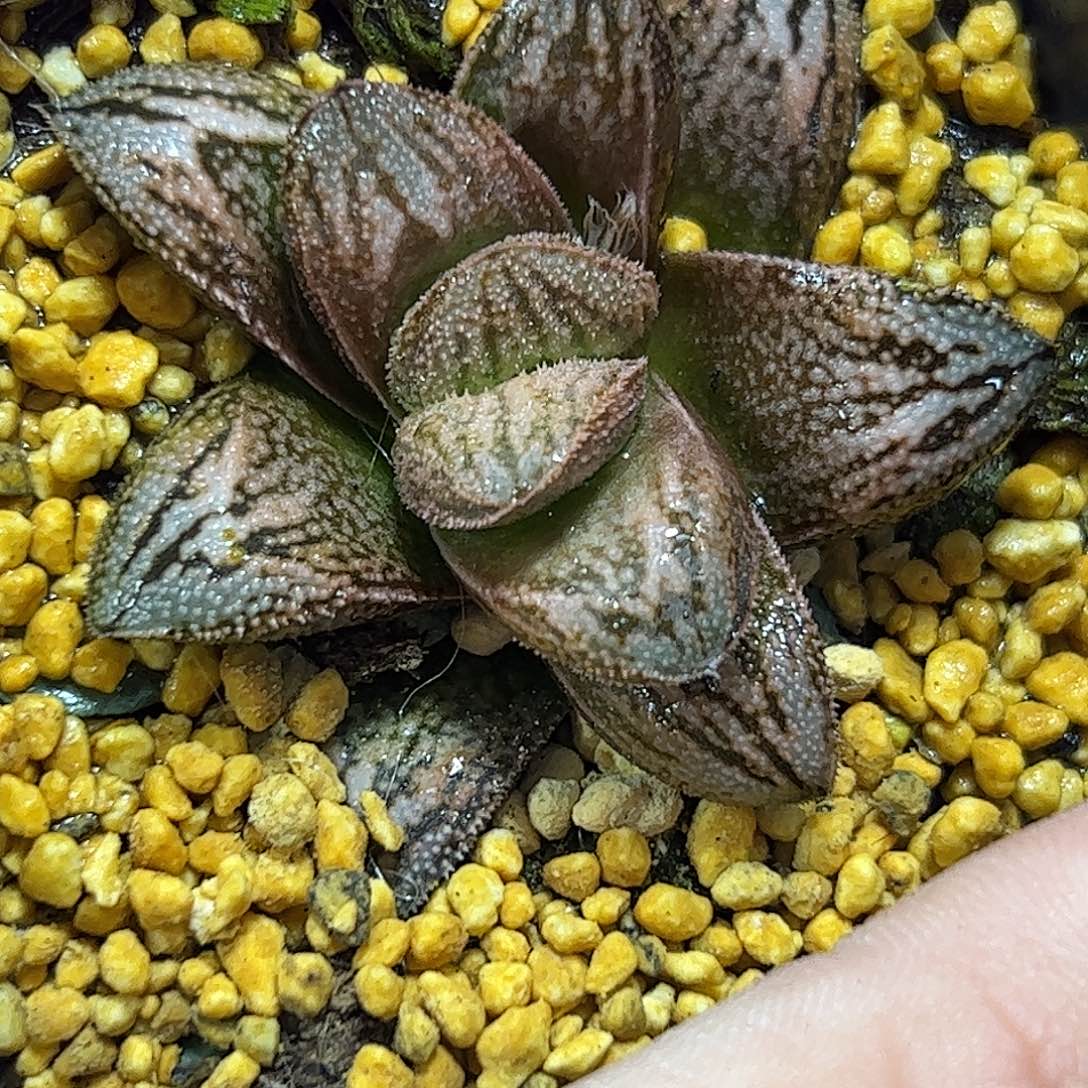 白蛇寿十二卷多肉植物