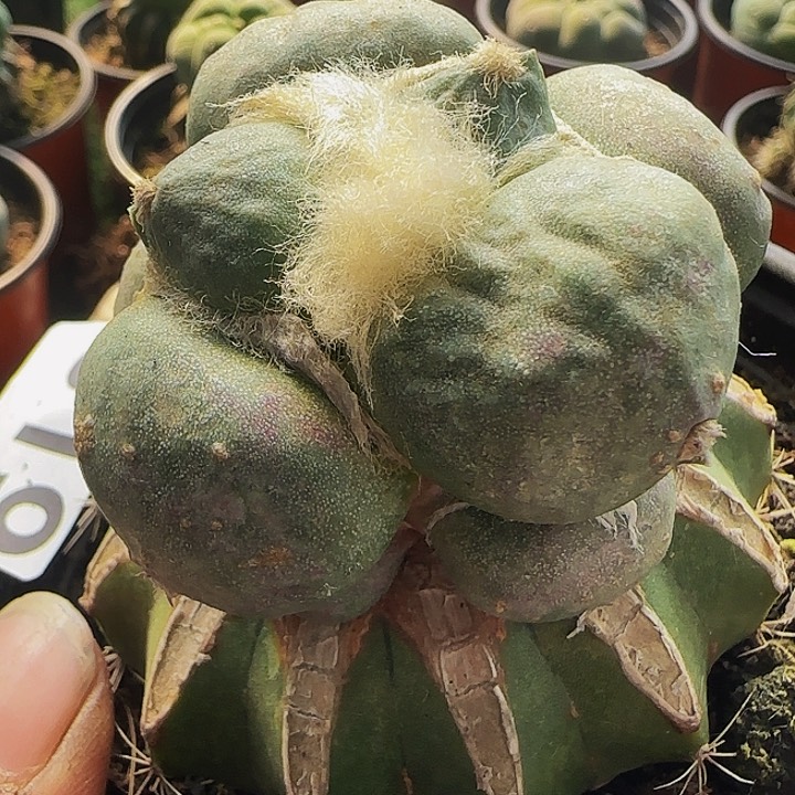 光面大尤蛋蛋619