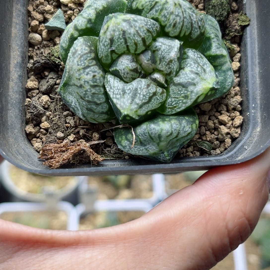 673变异潘多拉哈哈哈哈哈哈