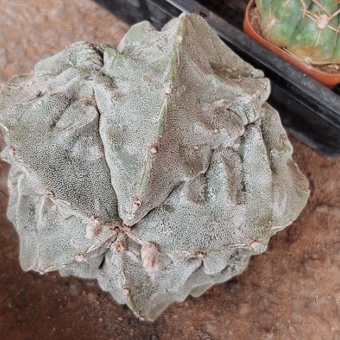 大鸾凤玉自根的人也太好
