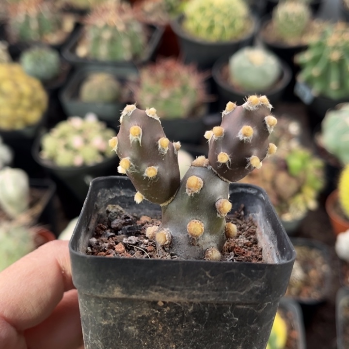 团扇一物一拍自根