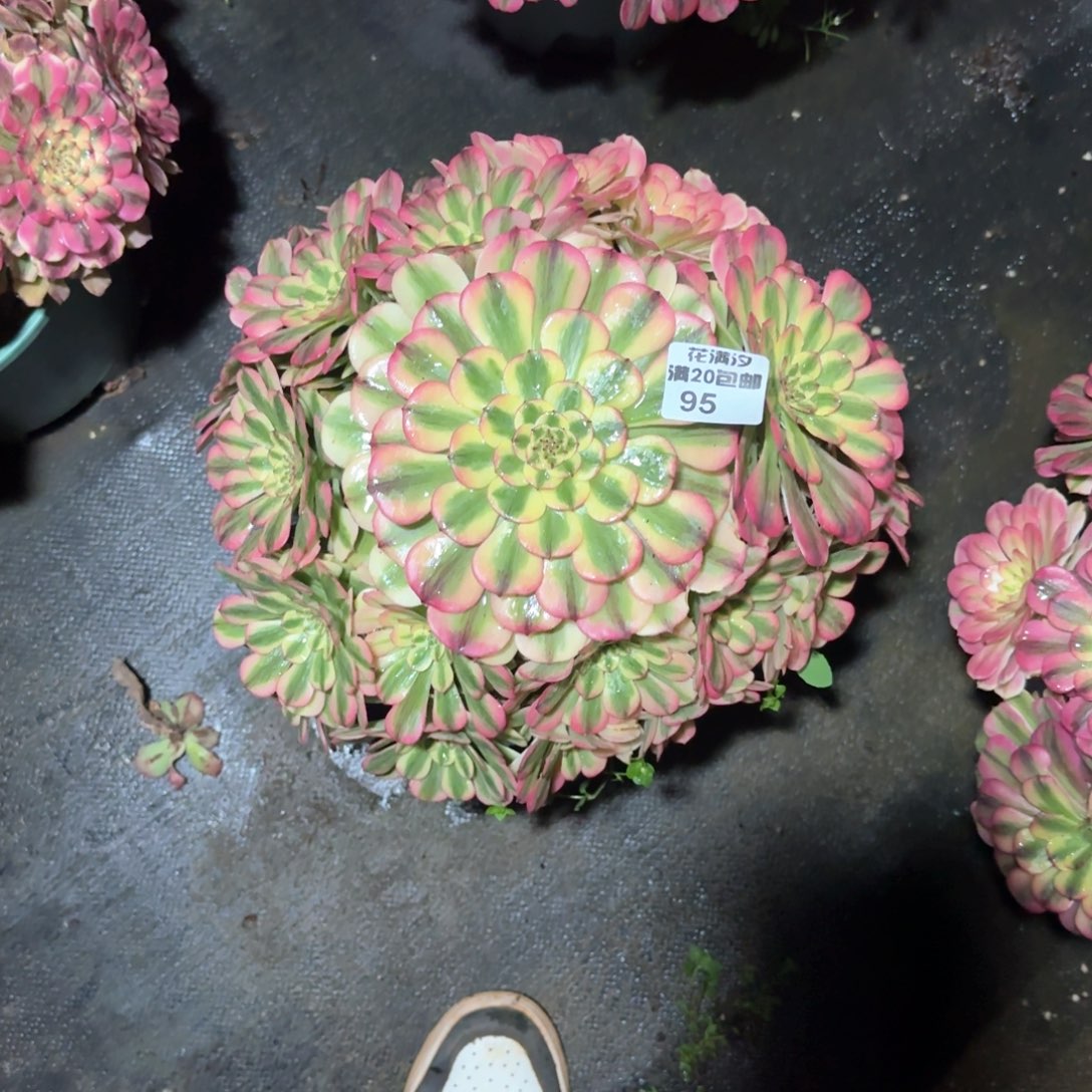 粉钻多肉植物95法师