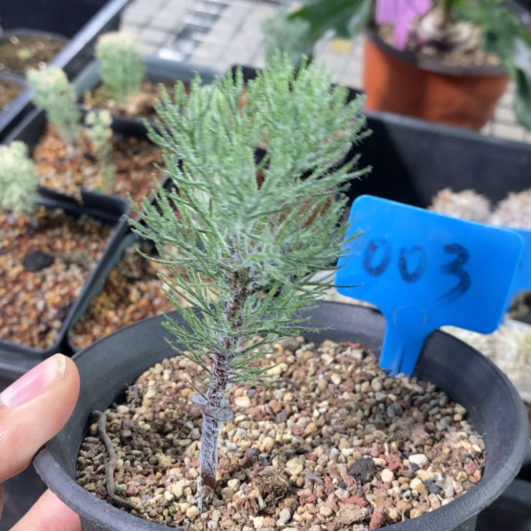 鸡毛掸雾冰玉多肉植物