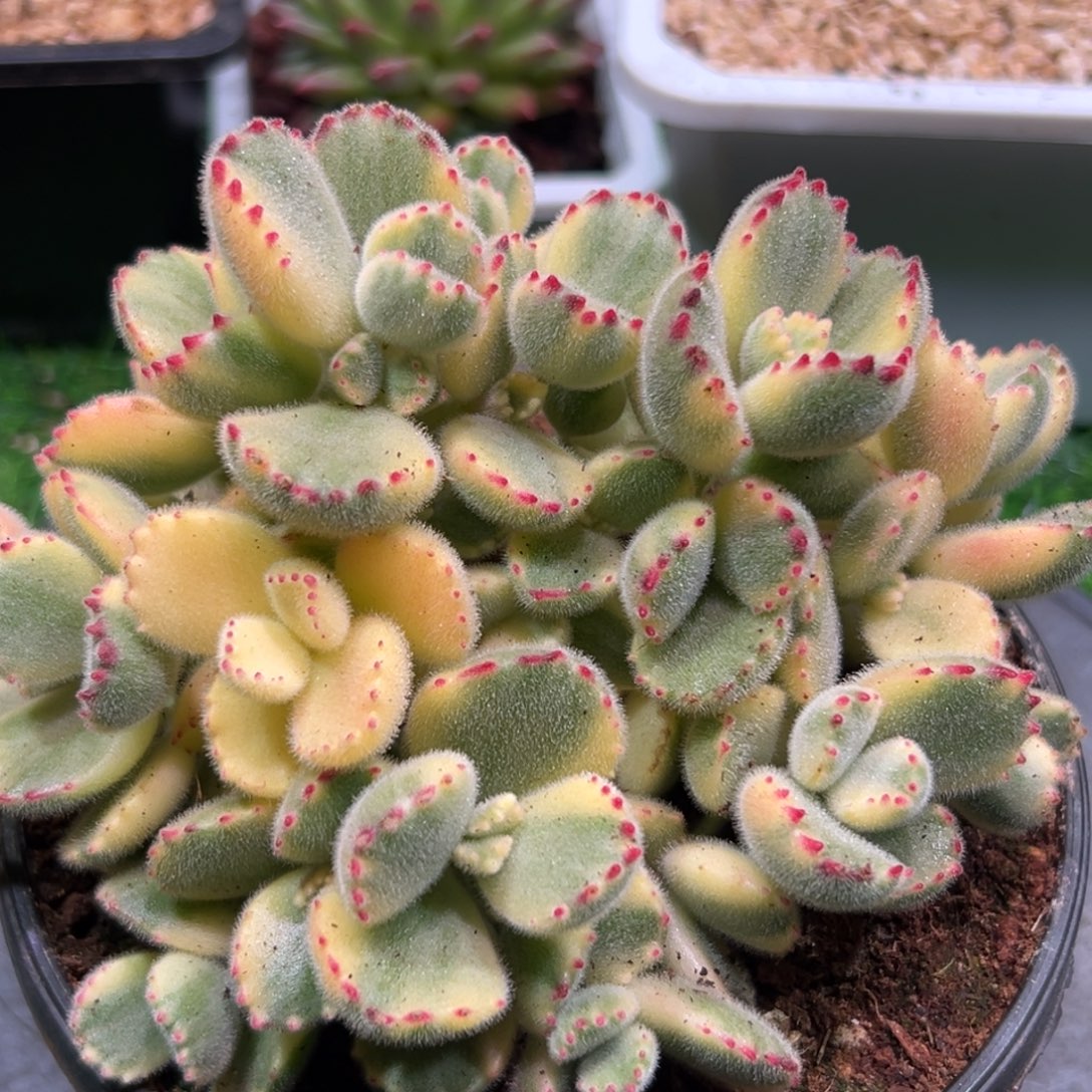 熊爪，一物一拍。   