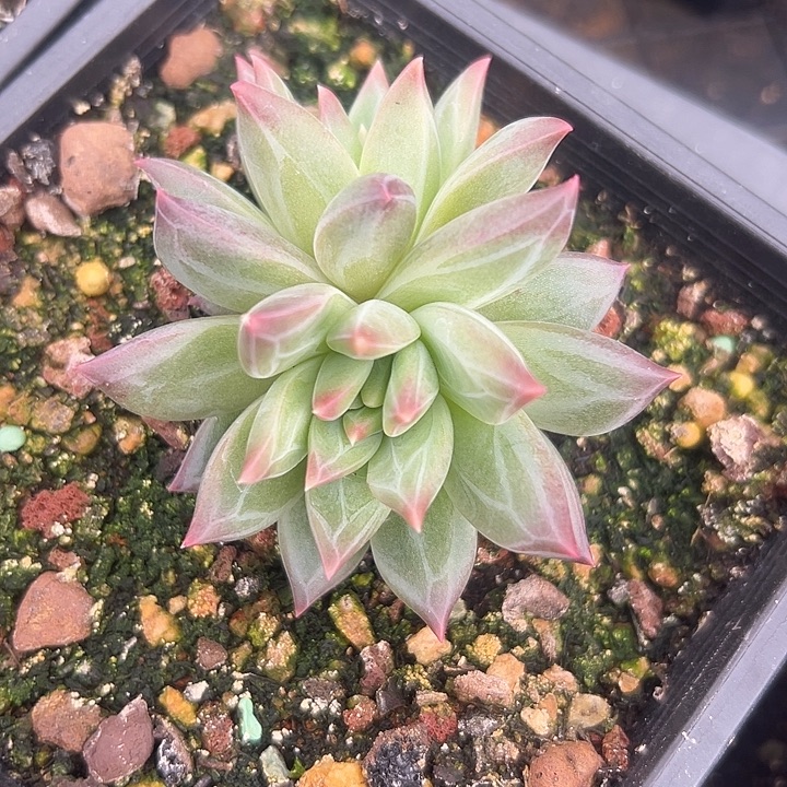 美人特价一物一拍