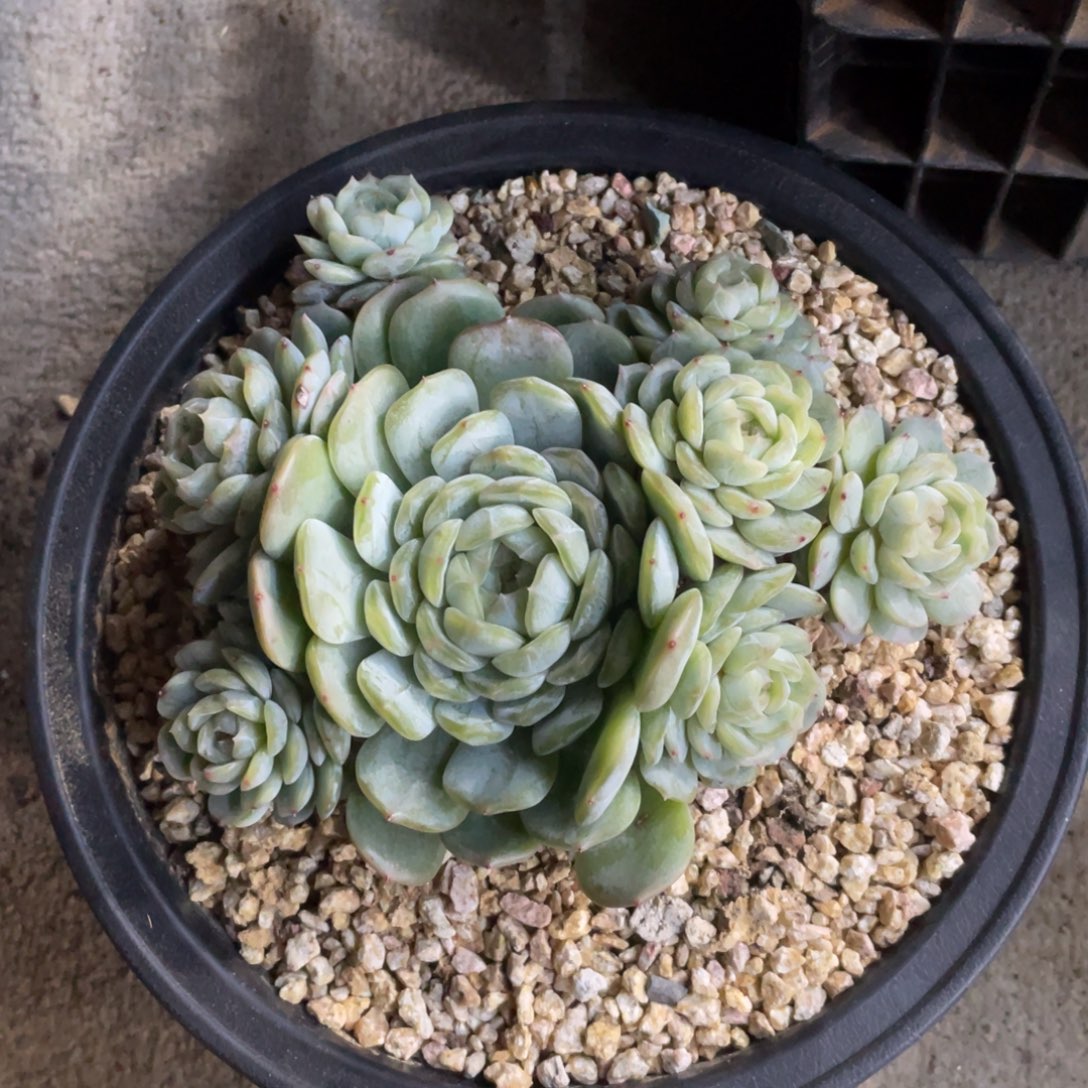 白恋冠幅14公分一物一拍