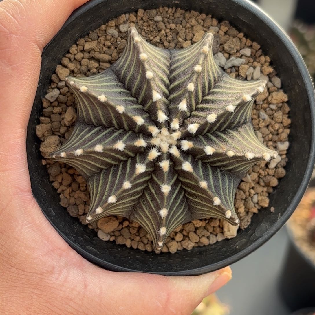 泰系实生米哈仙人球37