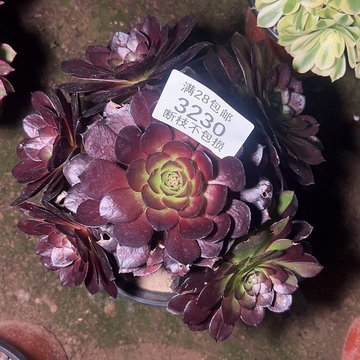 3230黑美人多肉植物