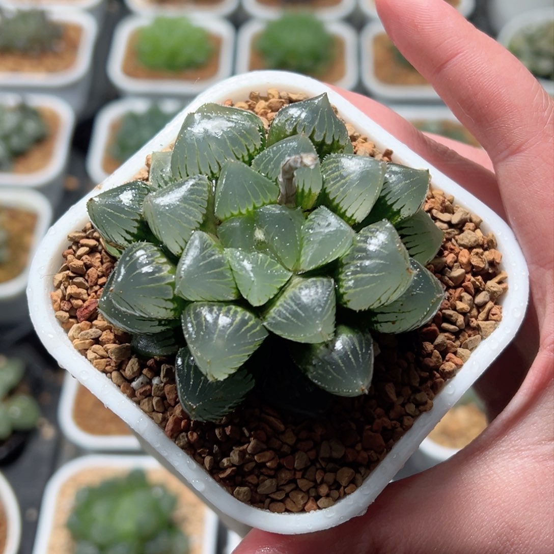 糯玉露母本玉露多肉