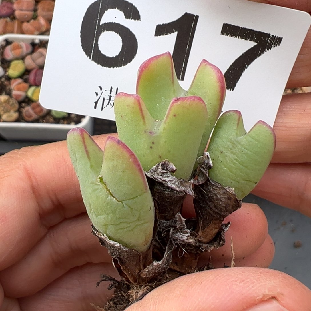 2.15好看的多肉617