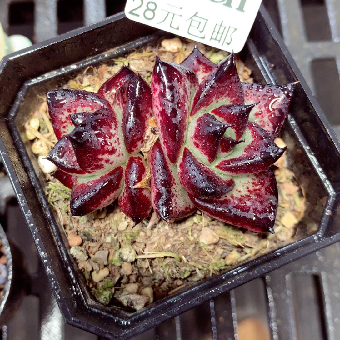 5厘米盆精控多肉070