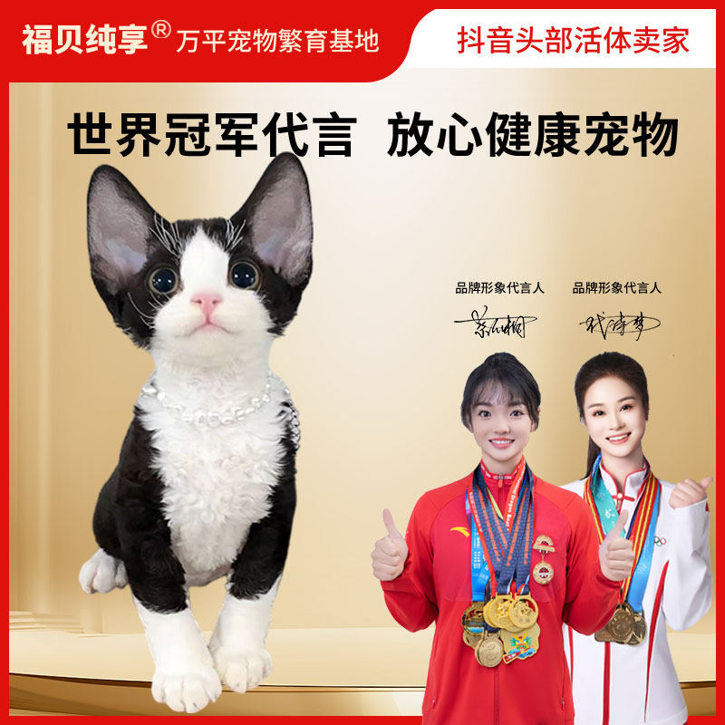 【花姐德文猫舍】德文卷毛猫活体猫咪全款通用链接