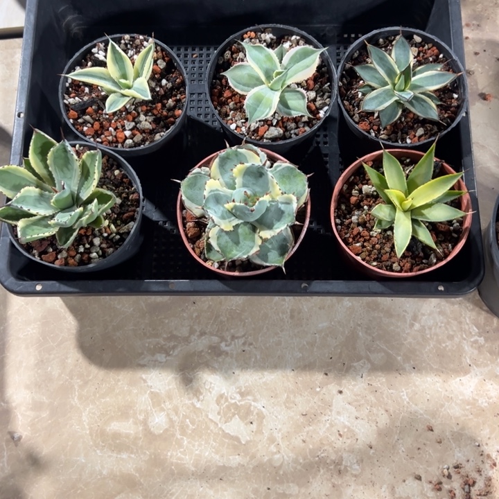 新手福利套餐9个一组