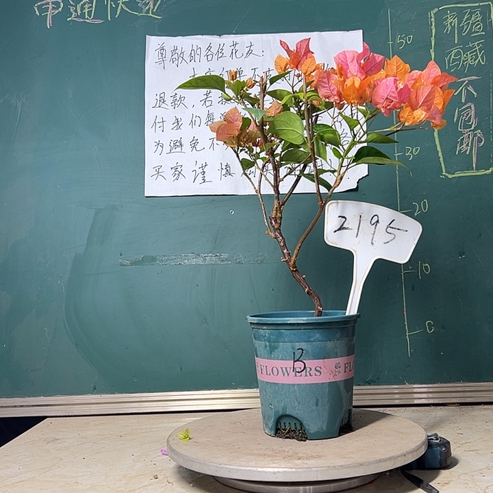 当前无花栽培后可以开花波伊斯玫瑰  造型 2195