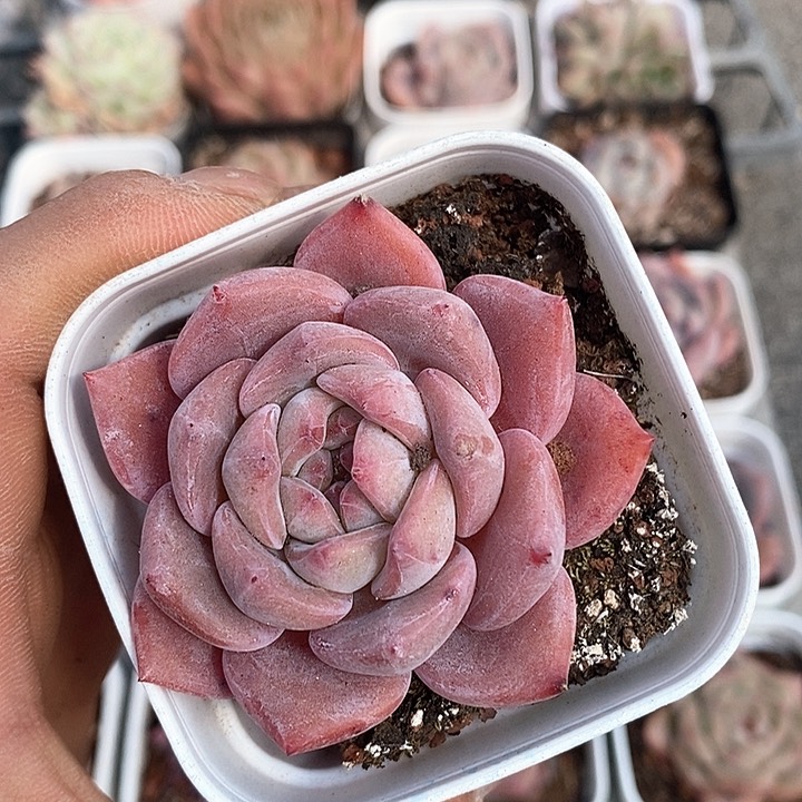 多肉植物一物一拍0101