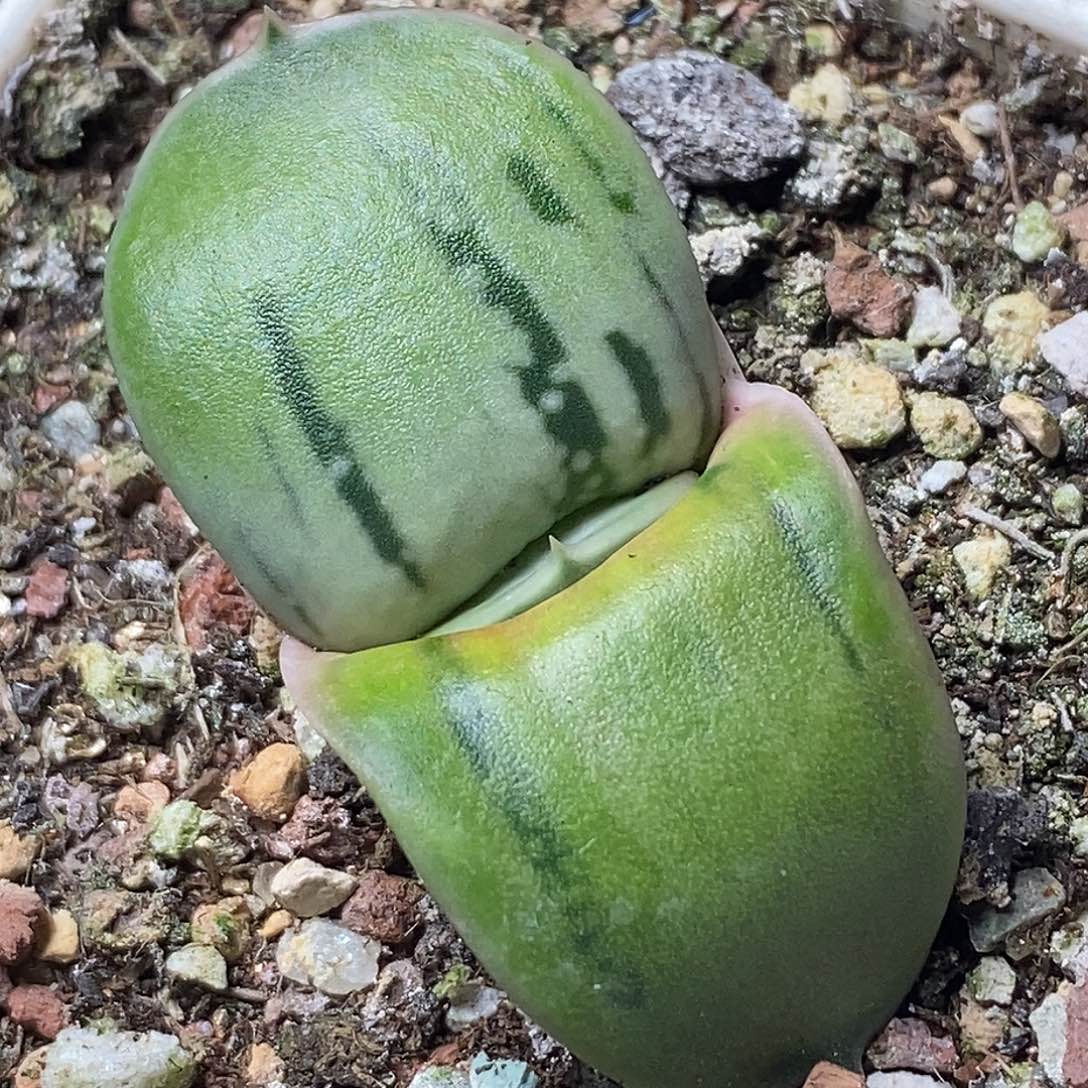 不带盆脱土裸根发货（实生）