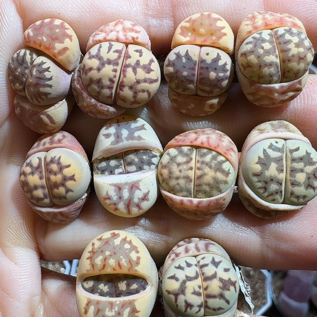 生石花121111。   205