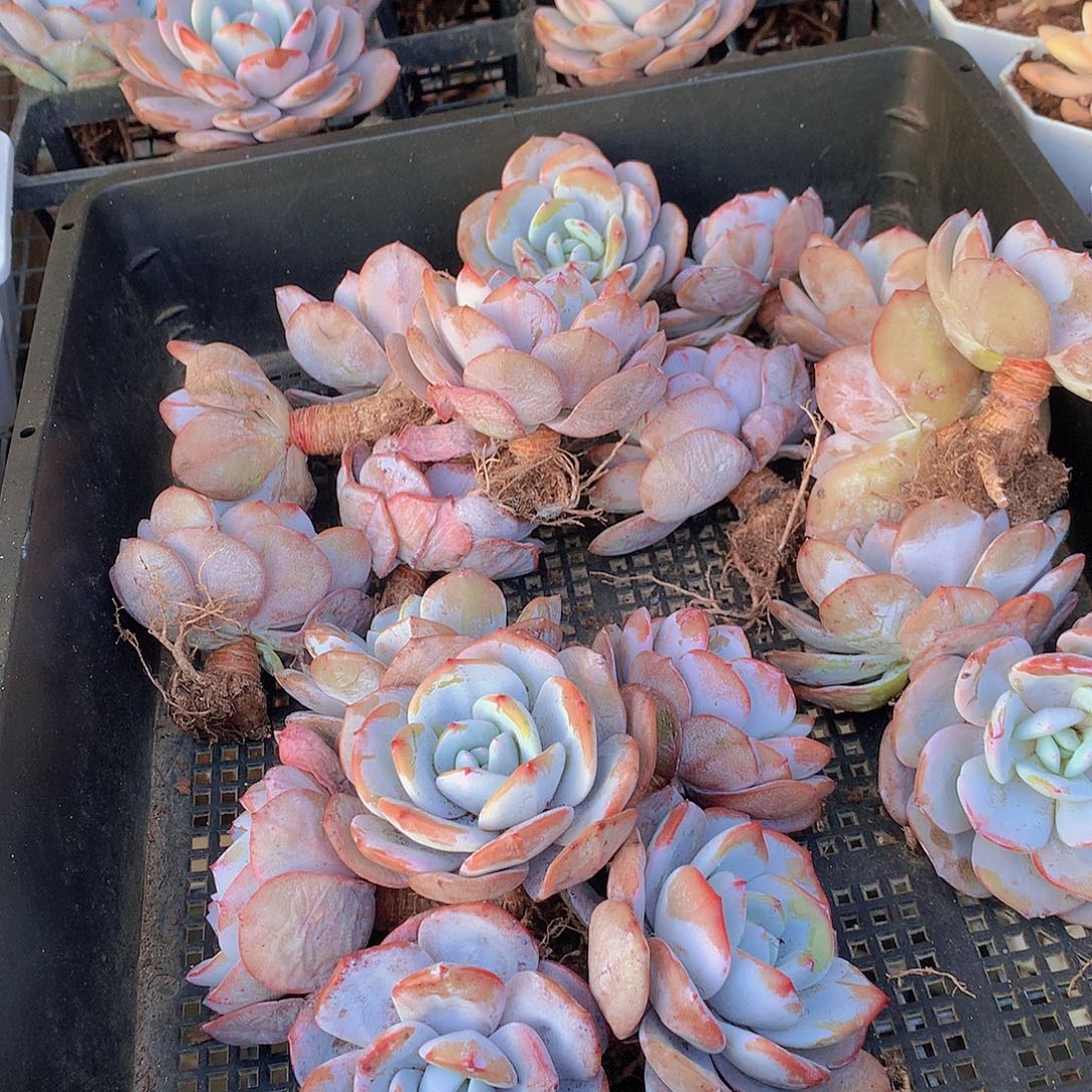 小老庄韩奶茶3467889990000